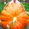 Atlantic Giant Pumpkin 10+ Seeds for Planting Non-GMO view 2
