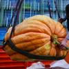 Atlantic Giant Pumpkin 10+ Seeds for Planting Non-GMO view 3