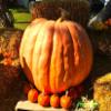 Atlantic Giant Pumpkin 10+ Seeds for Planting Non-GMO view 4