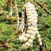 panihari Kikar Babool Phali Acacia Nolotica - 1 kg Pure Natural view 2