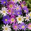 (3) Beautiful Border Flowers, Anemone Blanda Color Mix Bulbs view 1