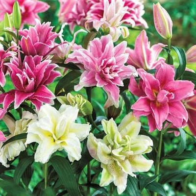 (3) Eye Catching Flowering, Deluxe Double Flowers, Roselily Mix Bulbs