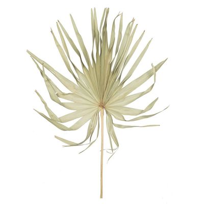 Vickerman 686003-32-40" Natural Palm Leaf Uncut 12/bg (H7PLC000) Dried and Preserved Palms