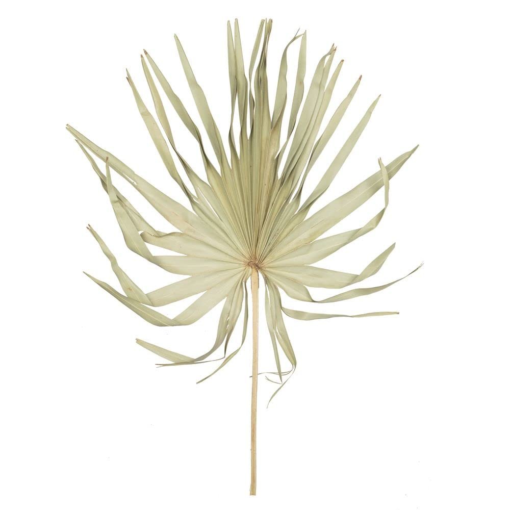 Vickerman 686003-32-40" Natural Palm Leaf Uncut 12/bg (H7PLC000) Dried and Preserved Palms