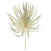 Vickerman 686003-32-40" Natural Palm Leaf Uncut 12/bg (H7PLC000) Dried and Preserved Palms view 1