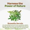 Go Nutra Boswellia Serrata Extract Powder 10:1 Strength 65% Boswellic Acid Frankincense Supplement Joint Support - 8 oz. view 3
