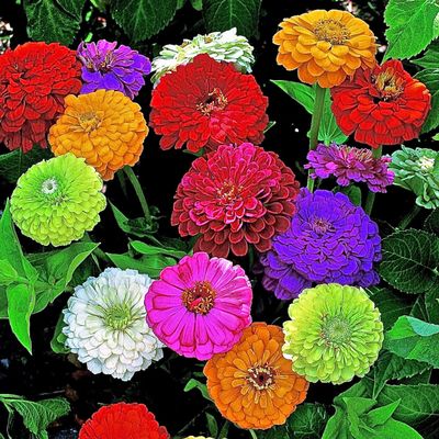 SeedsUP - 100+ Seeds Zinnia Elegans California Giant - Flower Mix