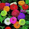 SeedsUP - 100+ Seeds Zinnia Elegans California Giant - Flower Mix view 1