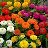 SeedsUP - 100+ Seeds Zinnia Elegans California Giant - Flower Mix view 2