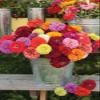SeedsUP - 100+ Seeds Zinnia Elegans California Giant - Flower Mix view 3