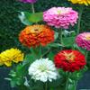 SeedsUP - 100+ Seeds Zinnia Elegans California Giant - Flower Mix view 4