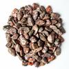 1 lb Tumbled Leopard Skin Jasper Gemstone Crystals 115-150 Stones Rock Specimens view 1