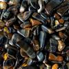 1 lb Tumbled Blue Multi Tigers Eye Gemstone Crystals 185-210 Stones Natural Gems view 2