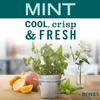 MRS. MEYER'S CLEAN DAY Liquid Dish Soap, Limited Edition Mint, 16 fl. oz - Pack of 3 view 4