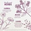 WishGarden Herbs Lymph Mover Immune Strength - Natural Herbal Lymphatic Drainage and Lymphatic Cleanse Supplement with Echinacea for Immune Support, Supports Healthy Lymphatic System Function, 4oz view 4