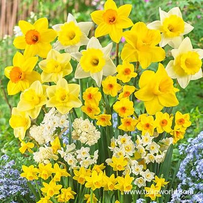 Daffodils Bulbs - Sweet Aroma Daffodil Blend - Daffodils -Flowering Plant.