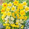 Daffodils Bulbs - Sweet Aroma Daffodil Blend - Daffodils -Flowering Plant. view 1