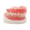 Denture Do it Yourself Full Set of Top and Bottom Fake Teeth for Improve Your Smile (Gypsum Model Gum Material and Fake Teeth) view 1
