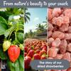 Oh! Nuts Dried Strawberries - 1 LB - Sweetened Dried Fruit - Dehydrated Fruit Bites - Packed in New York Zip-Seal Bag for Exceptional Freshness view 4
