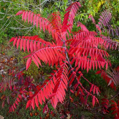 12-14 Tall Smooth Sumac (Rhus glabra) 1 Year Old Plant