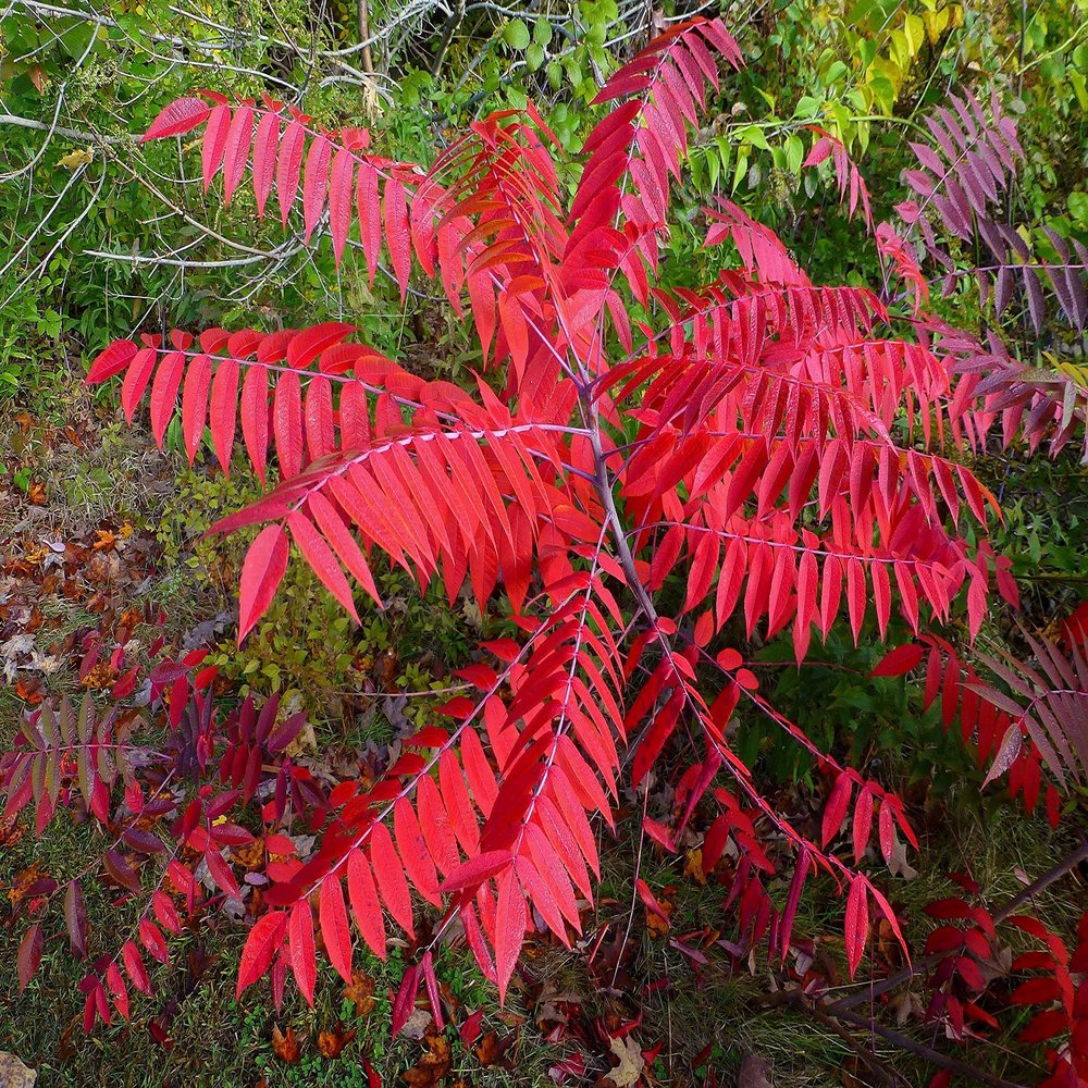 12-14 Tall Smooth Sumac (Rhus glabra) 1 Year Old Plant