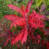 12-14 Tall Smooth Sumac (Rhus glabra) 1 Year Old Plant view 1