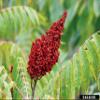 12-14 Tall Smooth Sumac (Rhus glabra) 1 Year Old Plant view 2