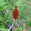 12-14 Tall Smooth Sumac (Rhus glabra) 1 Year Old Plant view 3