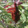 12-14 Tall Smooth Sumac (Rhus glabra) 1 Year Old Plant view 4