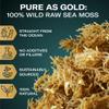 TrueSeaMoss Raw Gold Irish Sea Moss  Premium Wildcrafted & Sun-Dried Seaweed  Extra Dry Texture, Vegan, Non-GMO, Gluten-Free  16oz (1 lb) Makes Up to 200oz Gel  Atlantic Harvested view 3