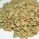Lentils 25 Pounds - Columbia Bean Brand