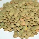 Lentils 25 Pounds - Columbia Bean Brand
