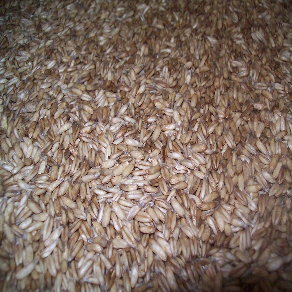 Whole Oat Groats: Raw Hulless Oats, Farmer Direct 15 lbs. (Cotton Sack (non-GMO))