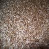 Whole Oat Groats: Raw Hulless Oats, Farmer Direct 15 lbs. (Cotton Sack (non-GMO)) view 1