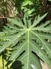 Fresh Papaya Leaves 4 oz. view 1