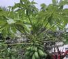 Fresh Papaya Leaves 4 oz. view 2