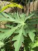 Fresh Papaya Leaves 4 oz. view 3