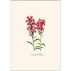Earth Sky + Water - Meadow Wildflower Assortment Notecard Set - 8 Blank Cards with Envelopes (2 each of 4 styles) view 2