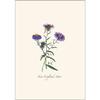 Earth Sky + Water - Meadow Wildflower Assortment Notecard Set - 8 Blank Cards with Envelopes (2 each of 4 styles) view 3