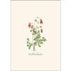 Earth Sky + Water - Meadow Wildflower Assortment Notecard Set - 8 Blank Cards with Envelopes (2 each of 4 styles) view 4