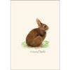 Earth Sky + Water - Cottontail Rabbit Notecard Set - 8 Blank Cards with Envelopes view 2