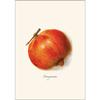 Earth Sky + Water - Pomegranate Assortment Notecard Set - 8 Blank Cards with Envelopes (4 each of 2 styles) view 3