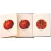Earth Sky + Water - Pomegranate Assortment Notecard Set - 8 Blank Cards with Envelopes (4 each of 2 styles) view 4