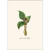 Earth Sky + Water - Woodland Wildflower Assortment Notecard Set - 8 Blank Cards with Envelopes (2 each of 4 styles) view 2