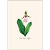 Earth Sky + Water - Woodland Wildflower Assortment Notecard Set - 8 Blank Cards with Envelopes (2 each of 4 styles) view 3