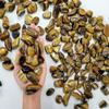 1/2 LB Tumbled Golden Tigers Eye Crystals Bulk 1" to 2" Large Polished Healing Stones view 2