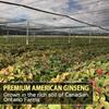 AKI American Ginseng Powder with 4% Ginsenosides - Ideal with Coffee, Beverages Like Smoothies (4oz/113g) view 4