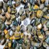 1/2 LB Tumbled Sea Jasper Crystals Bulk Orbicular Jasper Stones Polished Gems Tumbles view 2