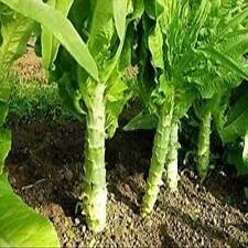 200 Chinese Celtuce, Asparagus Lettuce, Big Stem Lettuce Celery Lettuce Seeds