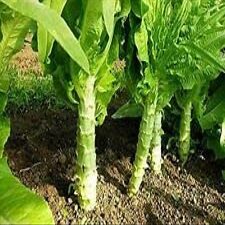 200 Chinese Celtuce, Asparagus Lettuce, Big Stem Lettuce Celery Lettuce Seeds